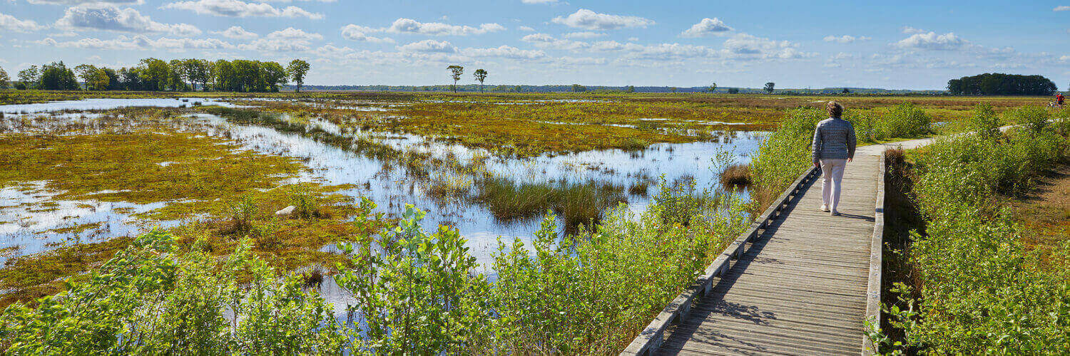 drenthe-der-nationalpark-dwingelderveld-bietet-das-groesste-moor-gebiet-in-westeuropa