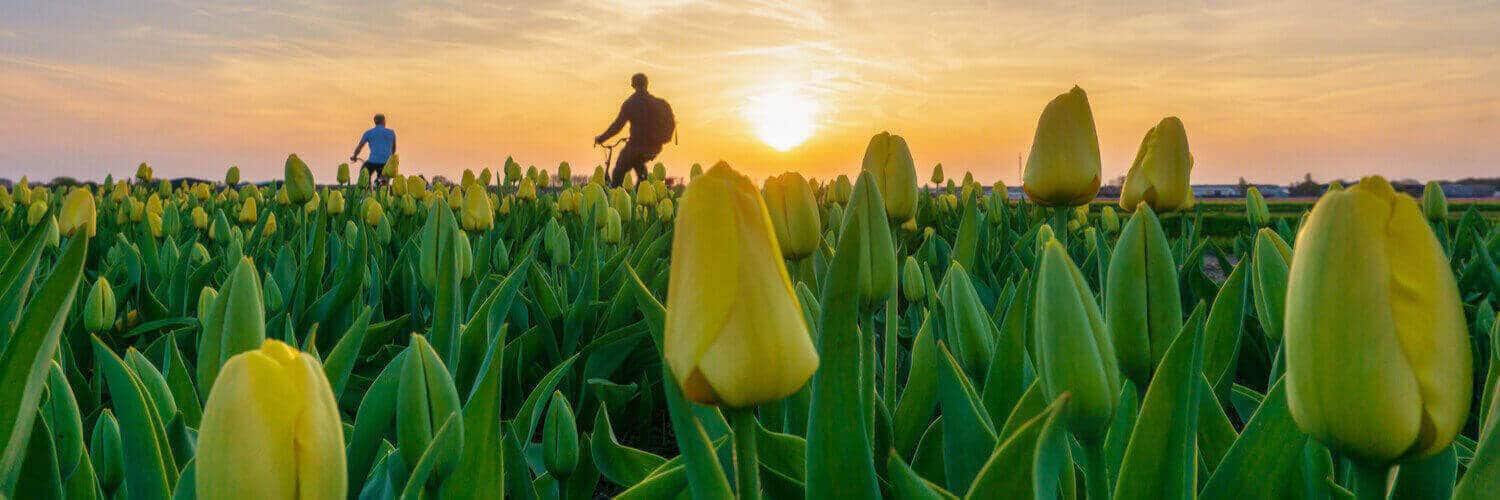 radtouren-holland-zwei-radfahrer-fahren-an-einem-tulpenfeld-vorbei