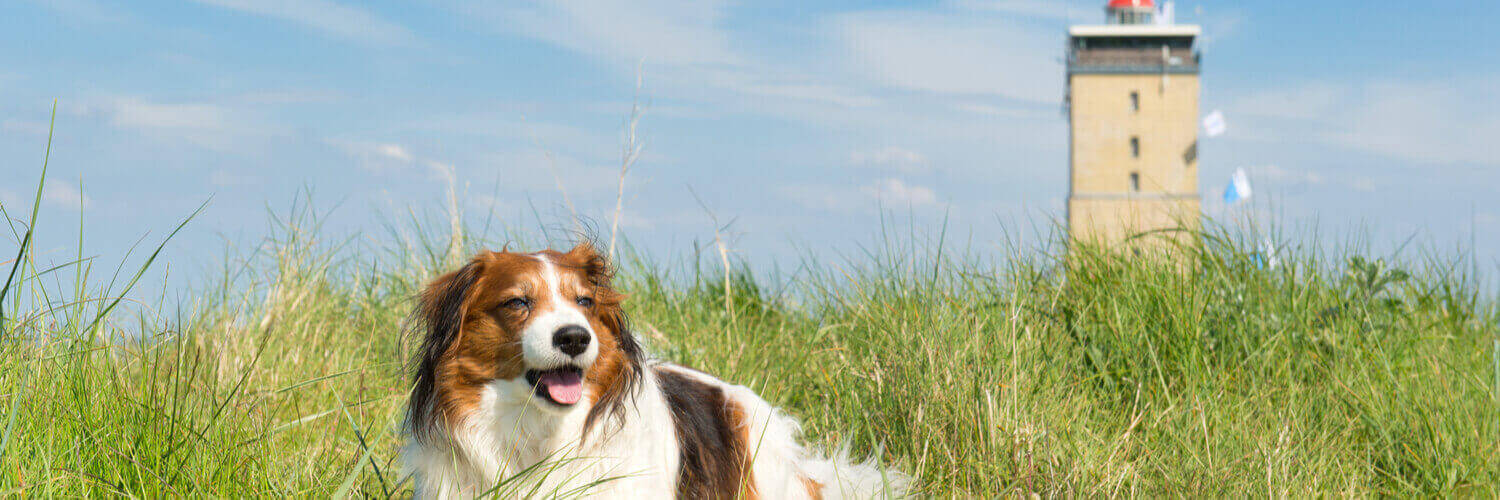 urlaub mit hund in holland-hund-liegt-in-den-duenen-vor-dem-leuchtturm-der-insel-terschelling