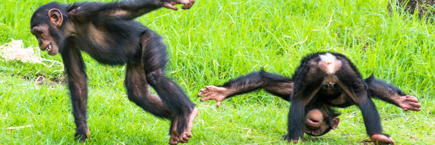 Schimpansen albern im Zoo herum
