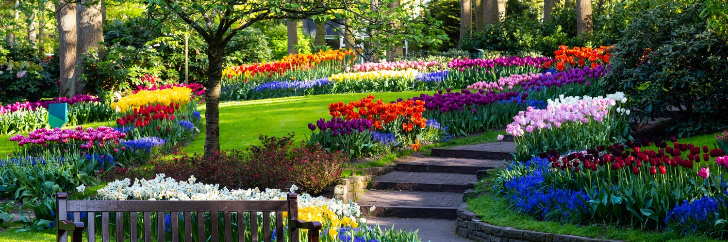 Tulpenblüte im Blumengarten Keukenhof