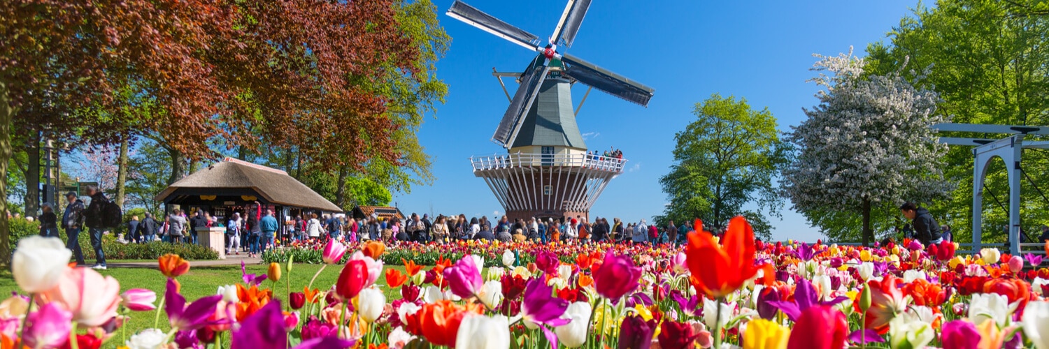 Blühende bunte Tulpen Keukenhof