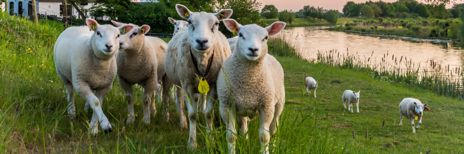 Schafe in Giethoorn