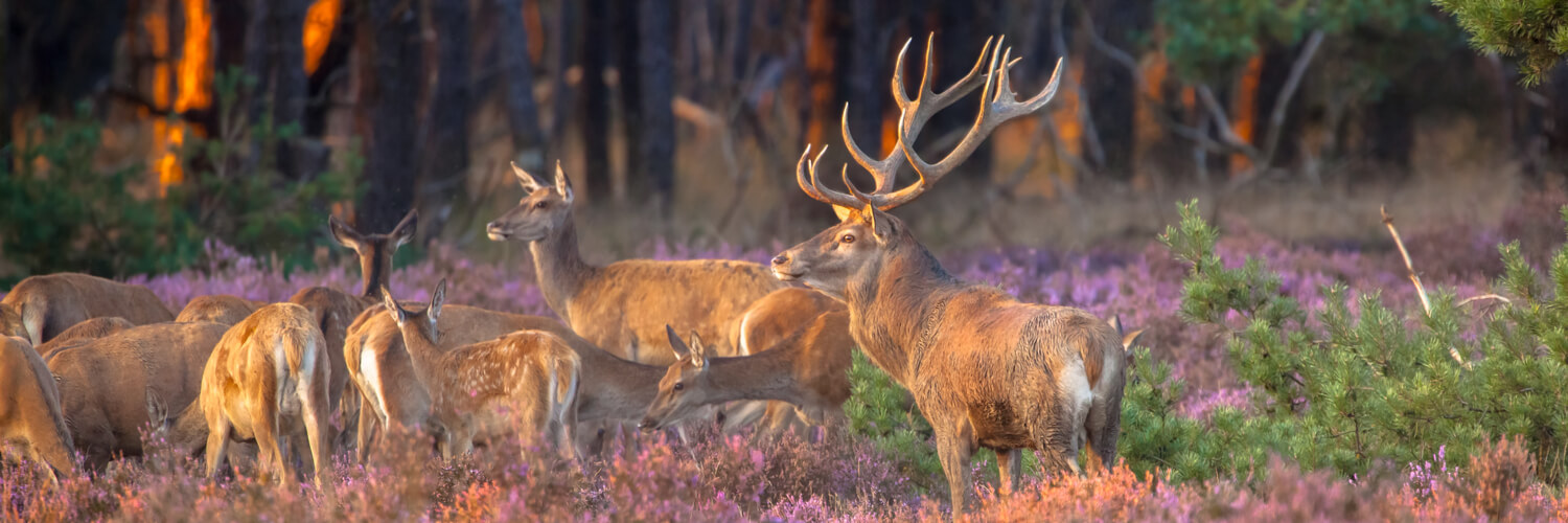 Hirschherde im Hoge Veluwe