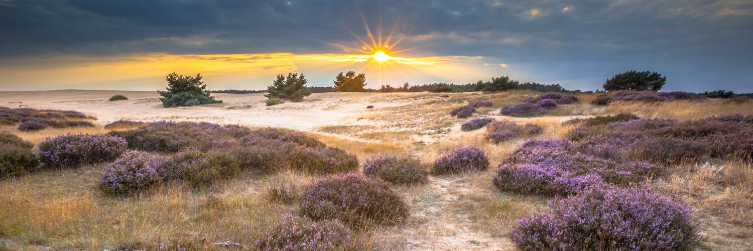 Hoge Veluwe Nationalpark bei Sonnenuntergang