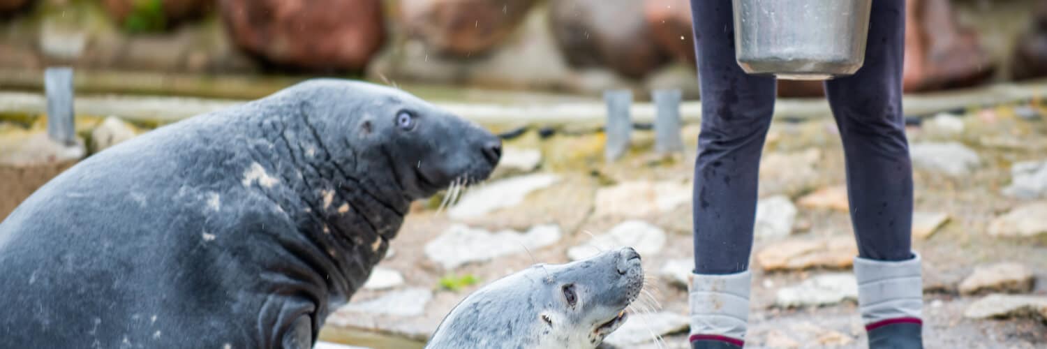 Verschiedene Seehunde an der Seehundstation