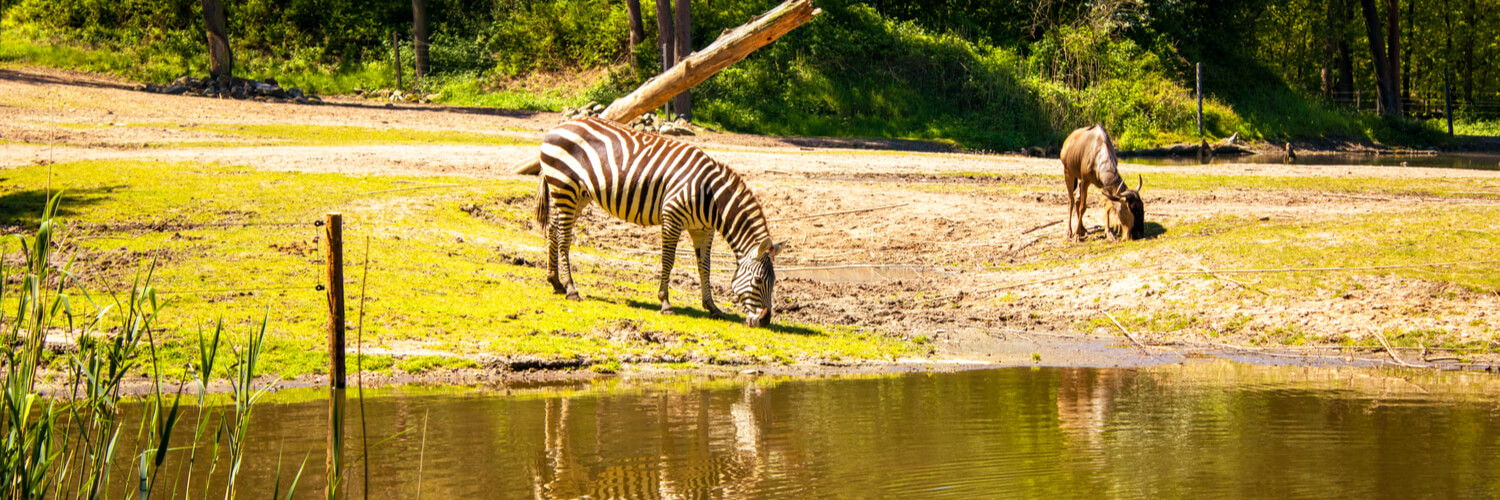 Gnu und Zebra grasen im burgers zoo